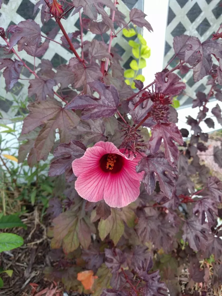 Cranberry Hibiscus Acetosella