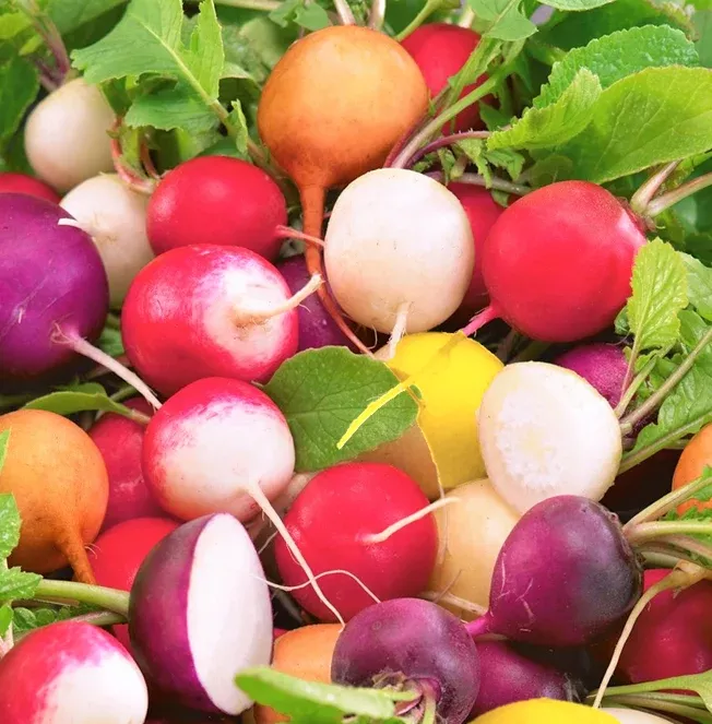 Crayon Colors Mix Radish
