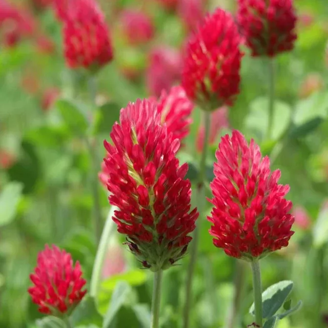 Crimson Clover