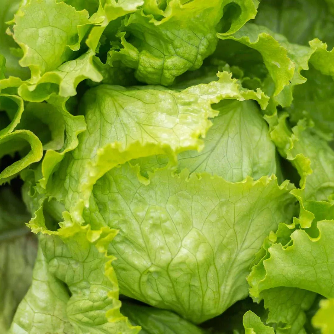 Crisphead Iceberg Lettuce