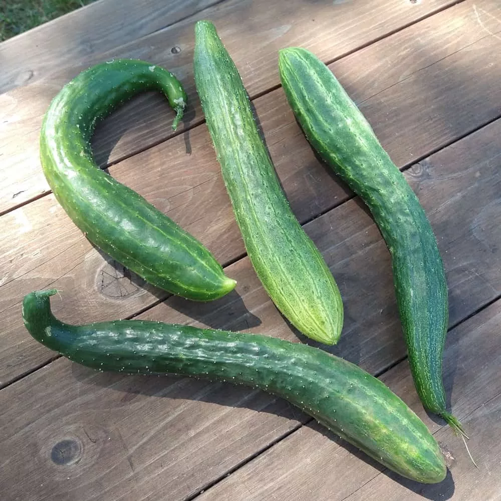 Cucumber, Jin Yang #2 (Organic)