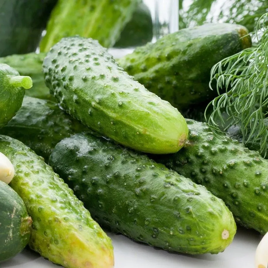 Cucumber Pickling SMR58 Seeds