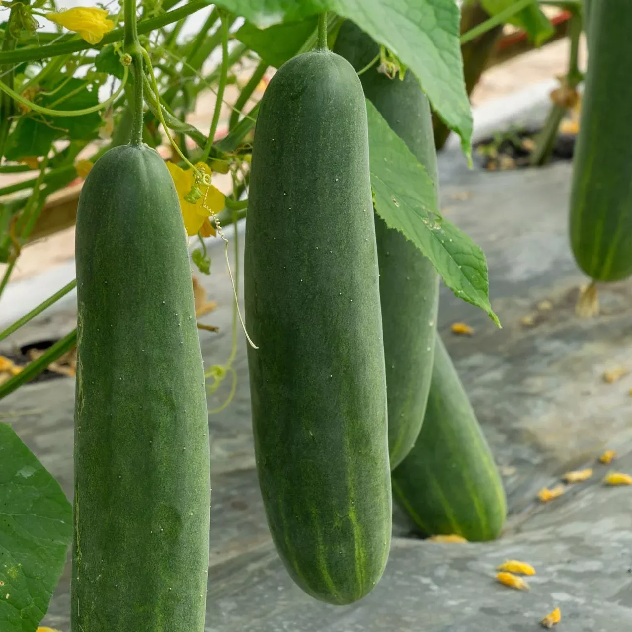 Cucumber Slicing Marketmore 76 Seeds