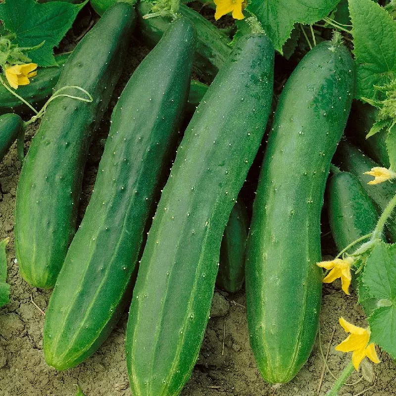 Cucumber Slicing Straight Eight Seeds