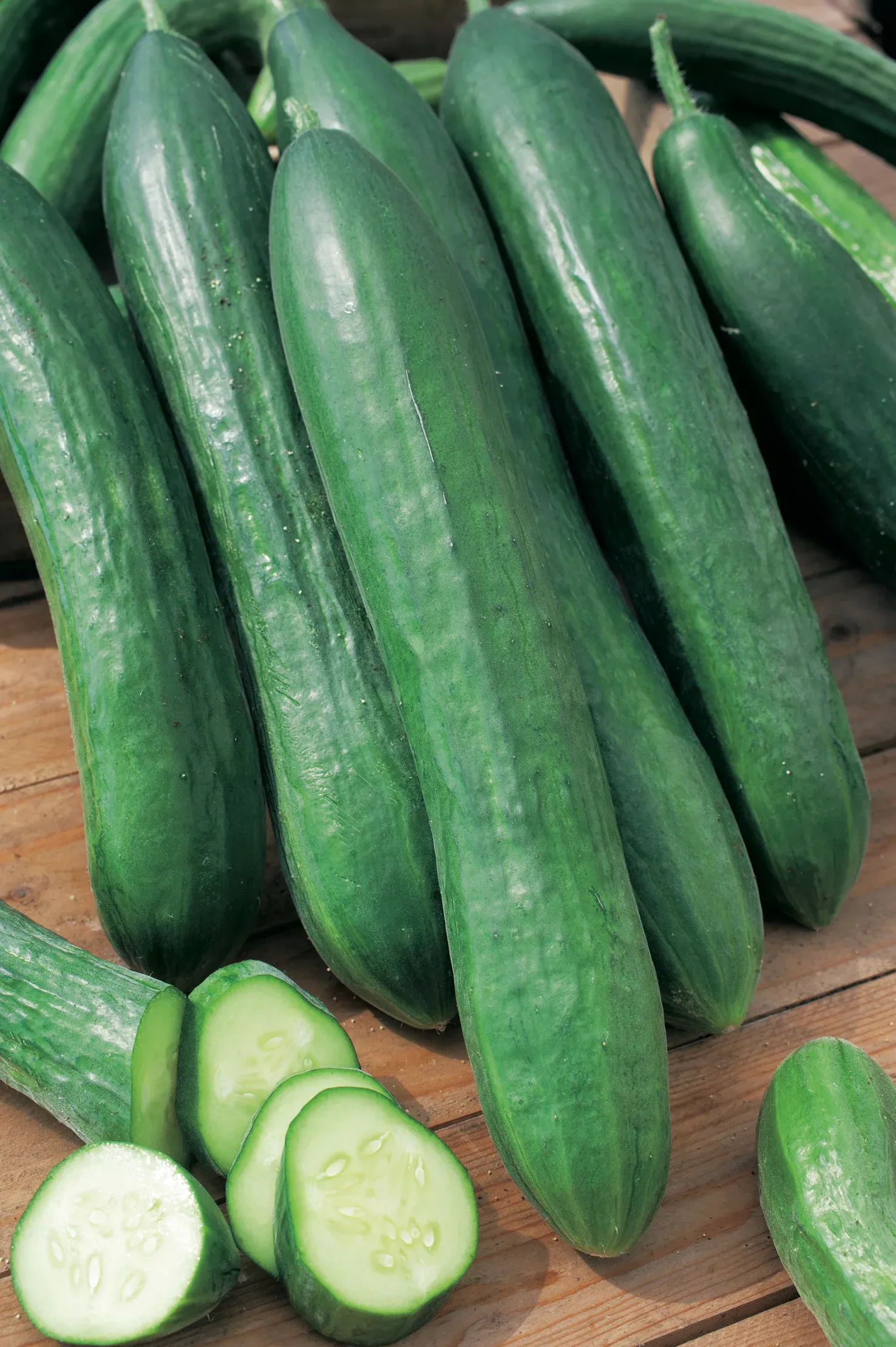 Cucumber Telegraph Louisa F1 Hybrid
