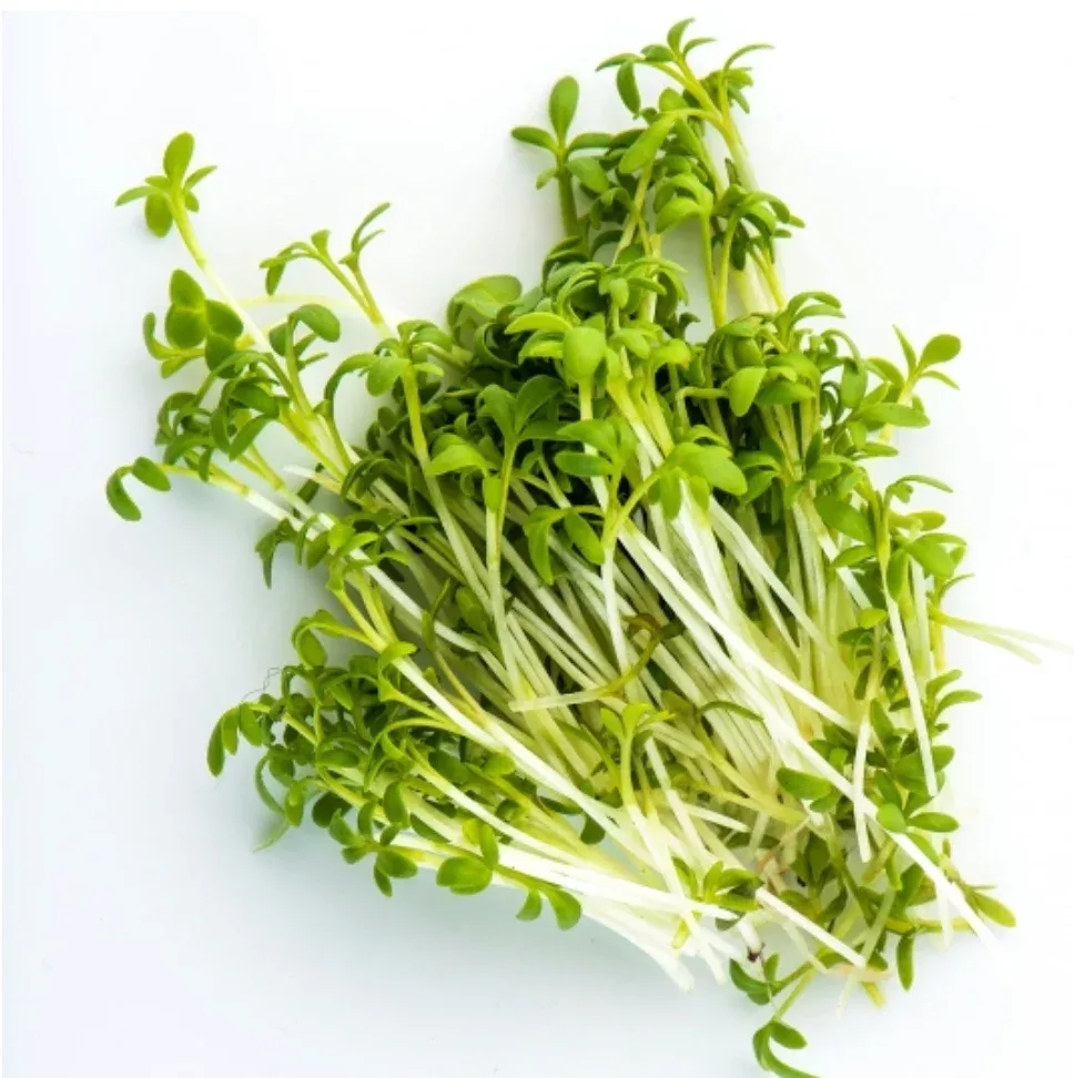 Curly Cress Sprouting Seeds