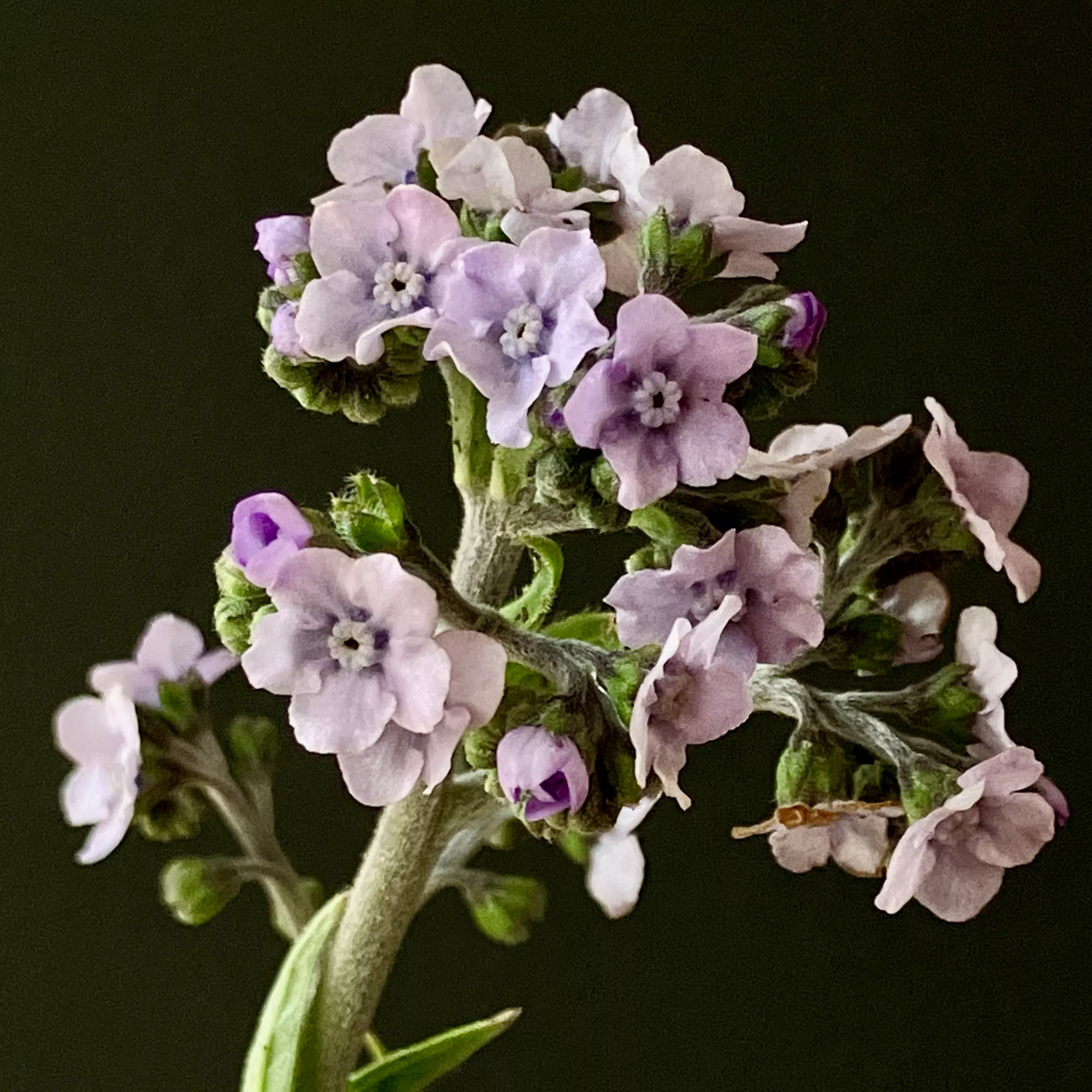 Cynoglossum ⁃ Organic Seed Ms. Marilyn