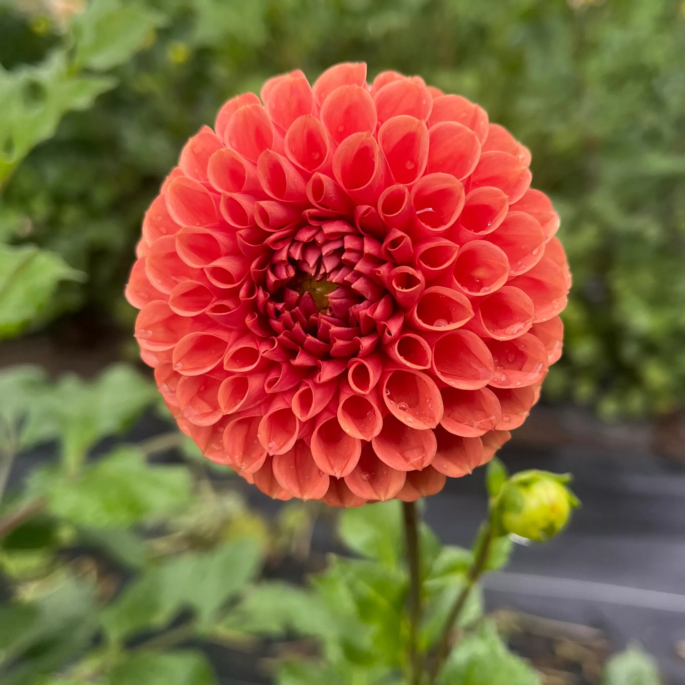 Dahlia Tuber Chimacum Nadjae