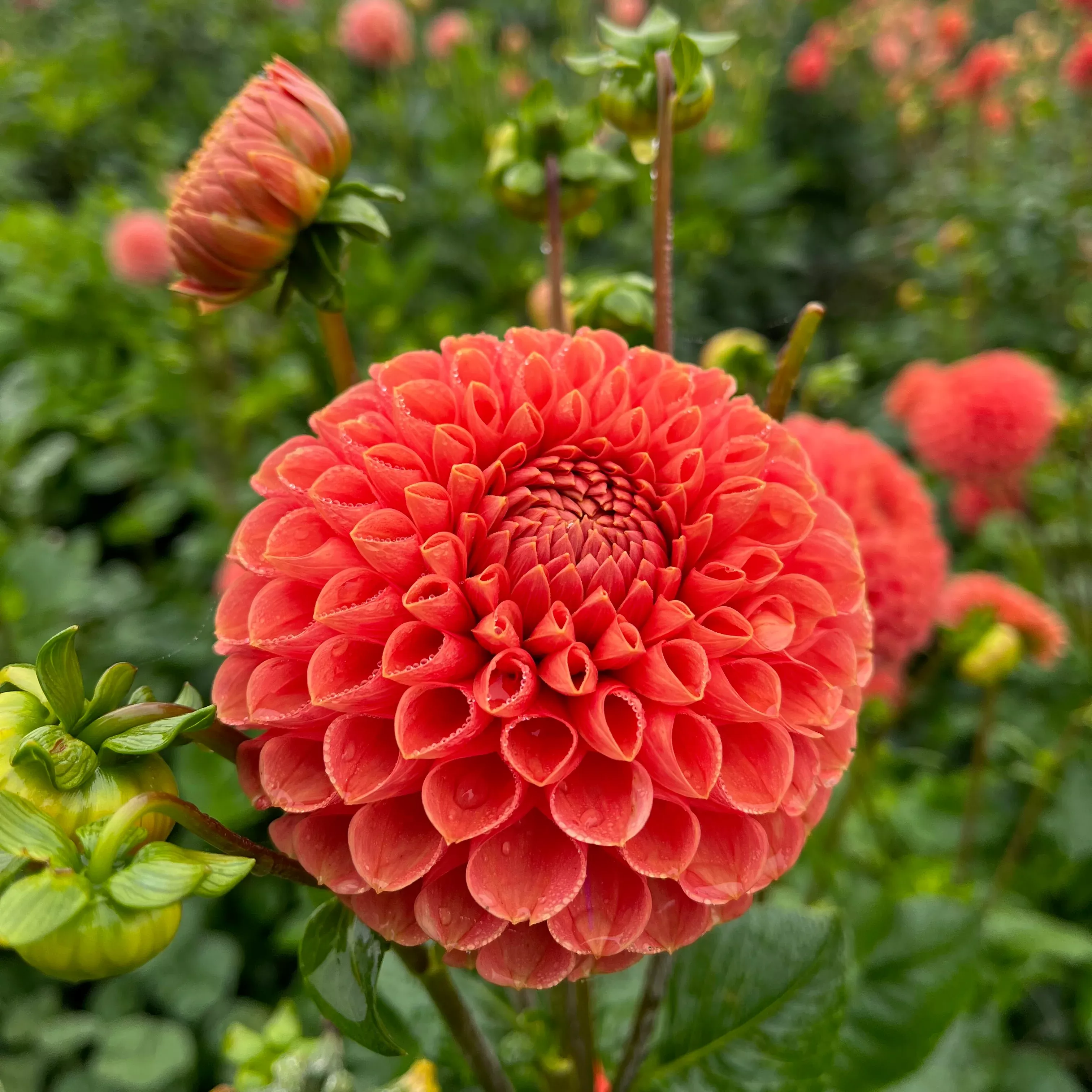 Dahlia Tuber Cornel Bronze