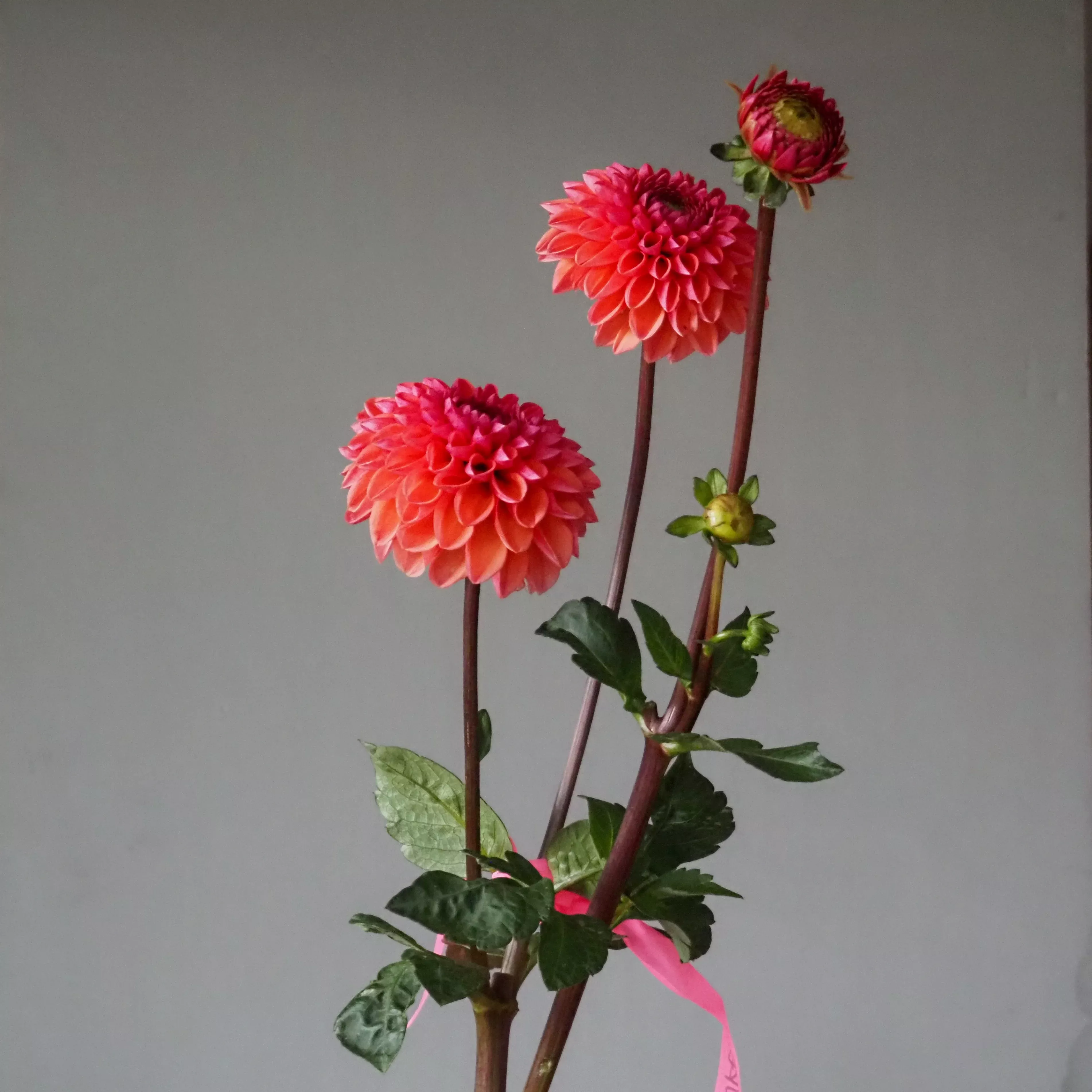Dahlia Tuber Daisy Duke