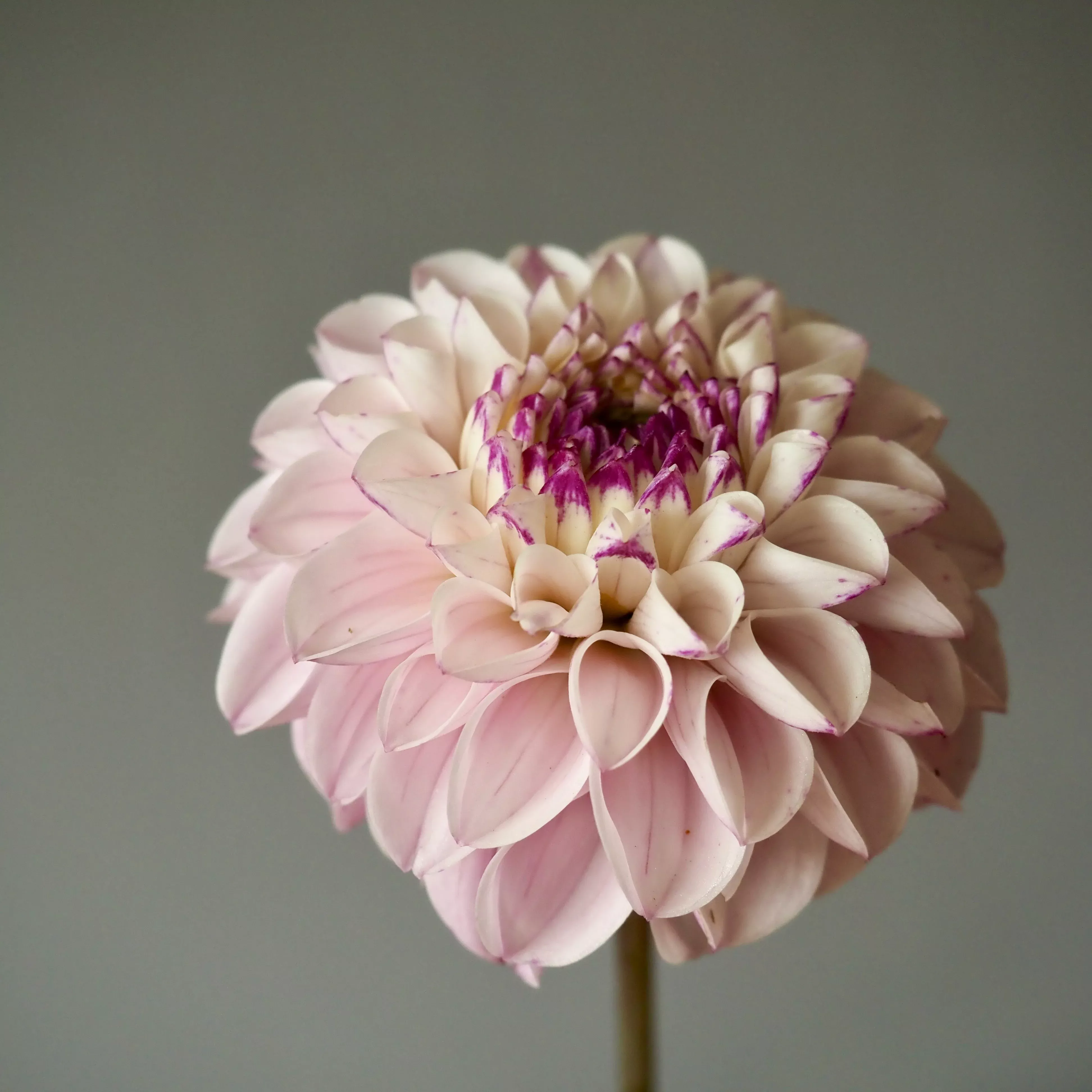 Dahlia Tuber Genova