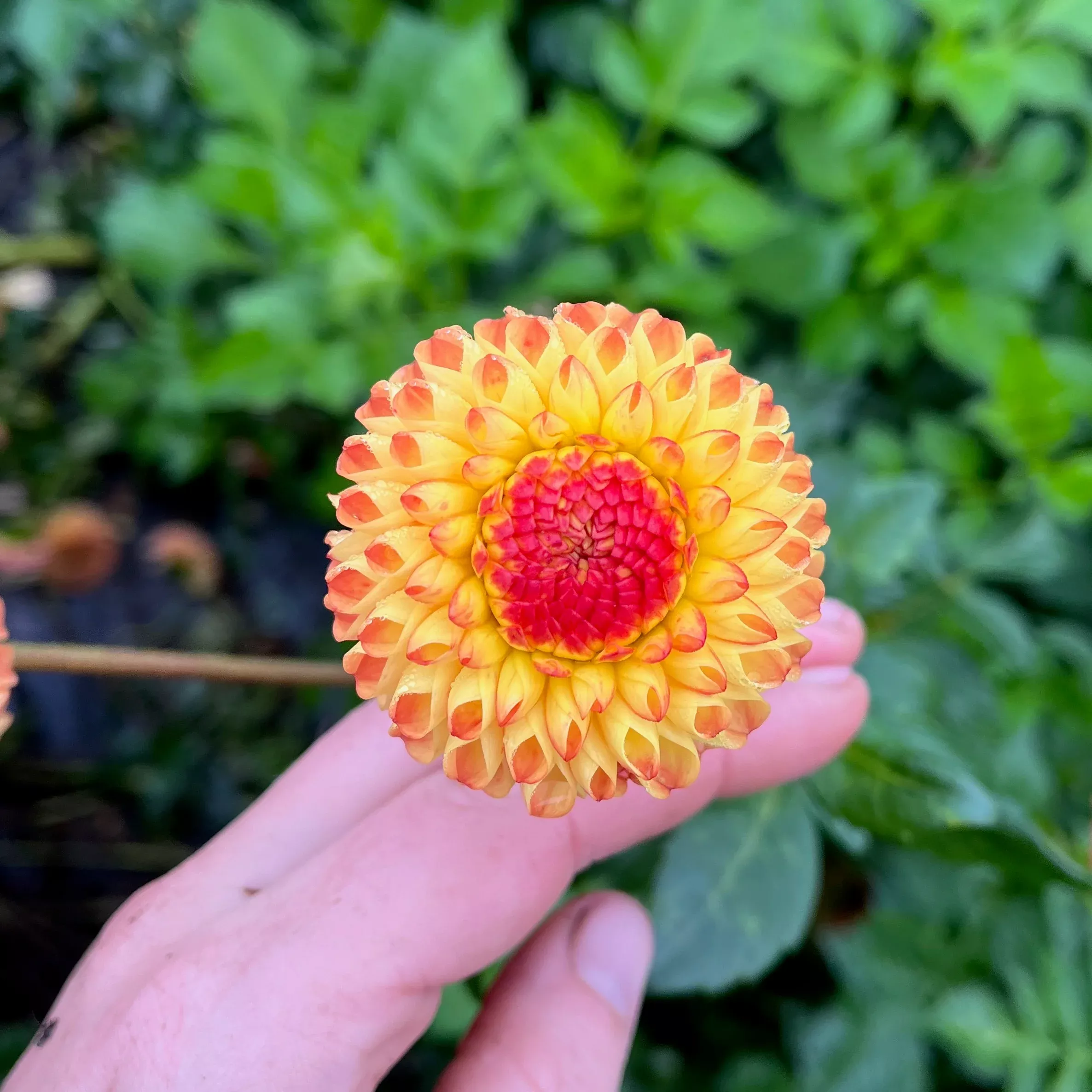 Dahlia Tuber Ginger Willo
