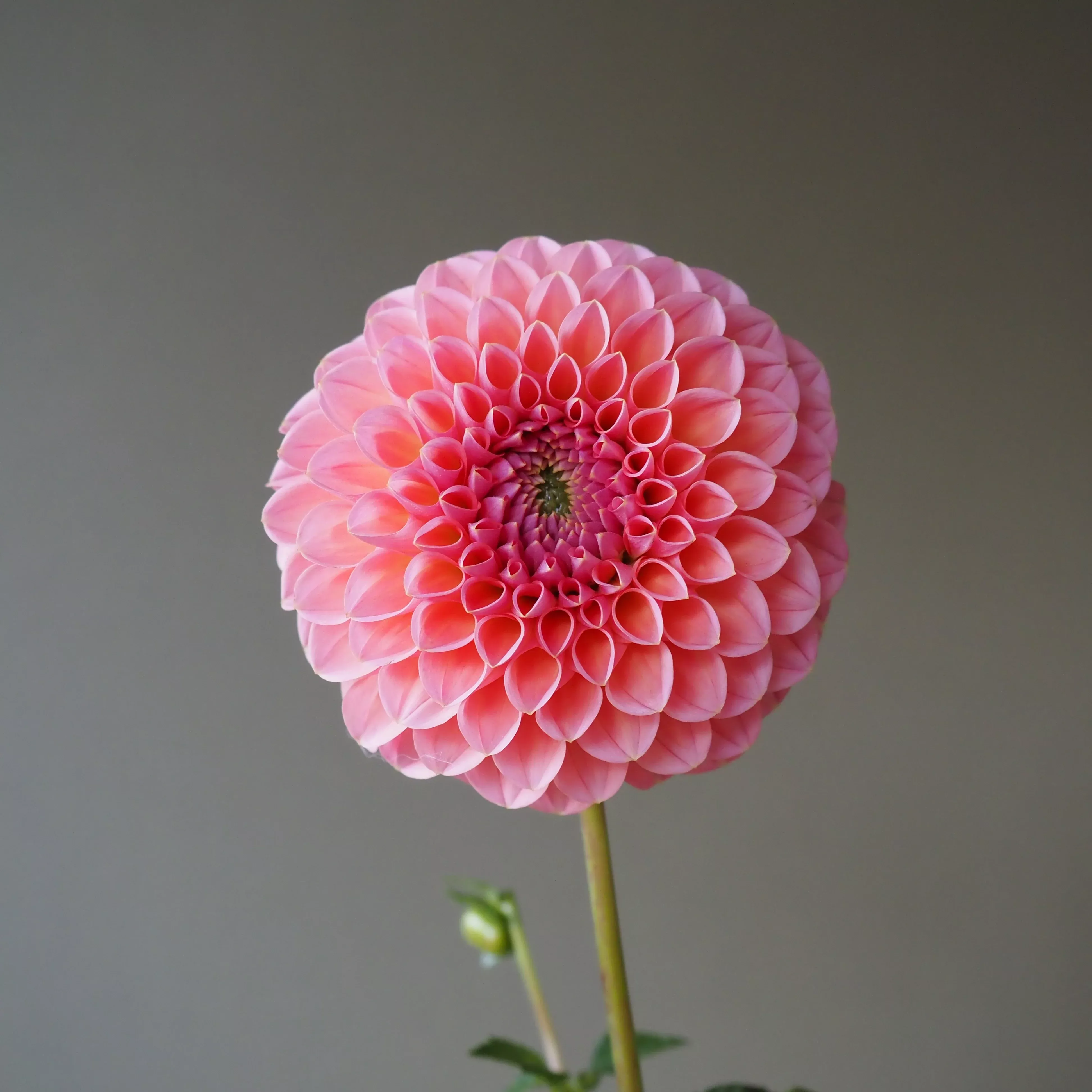 Dahlia Tuber Linda's Baby