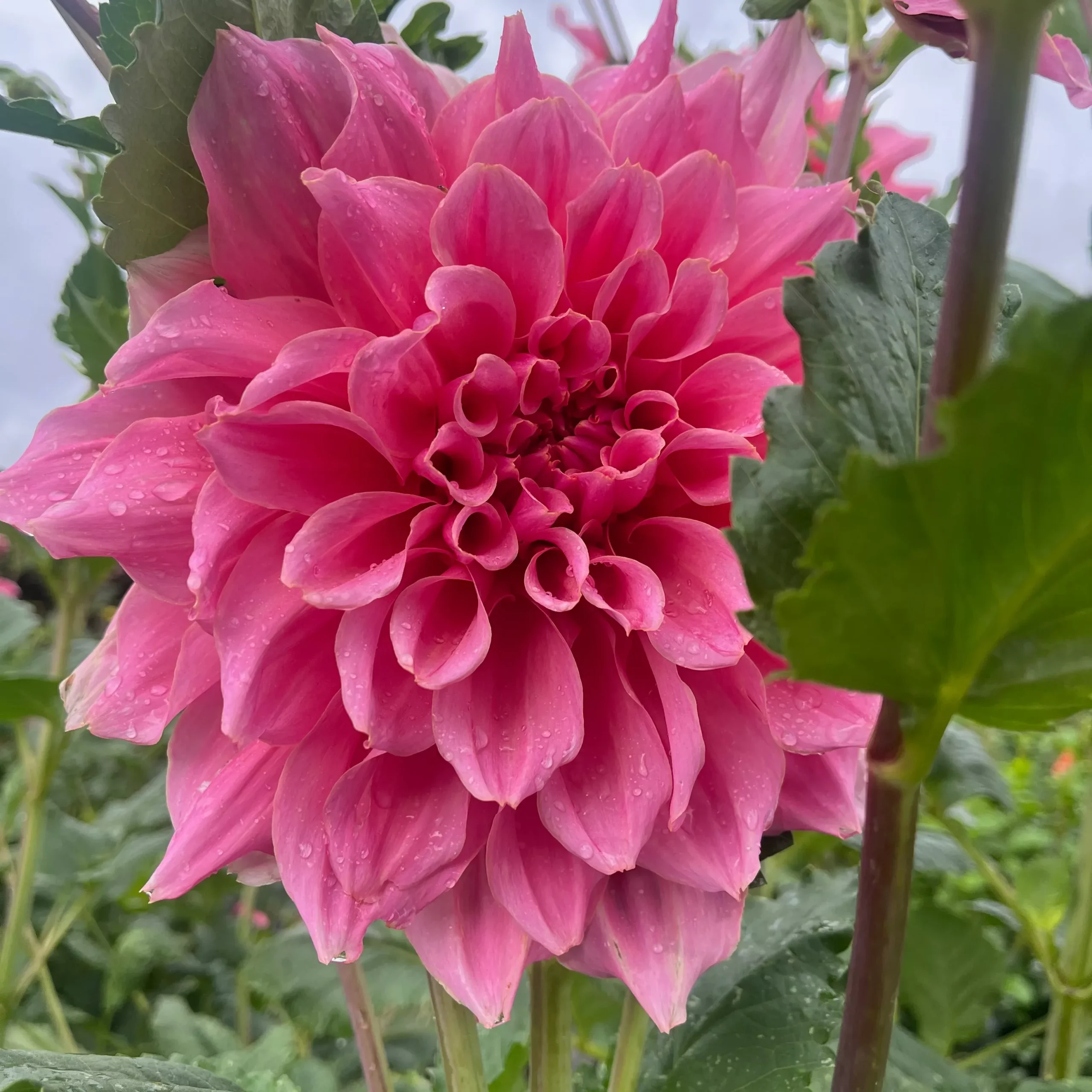 Dahlia Tuber Otto's Thrill