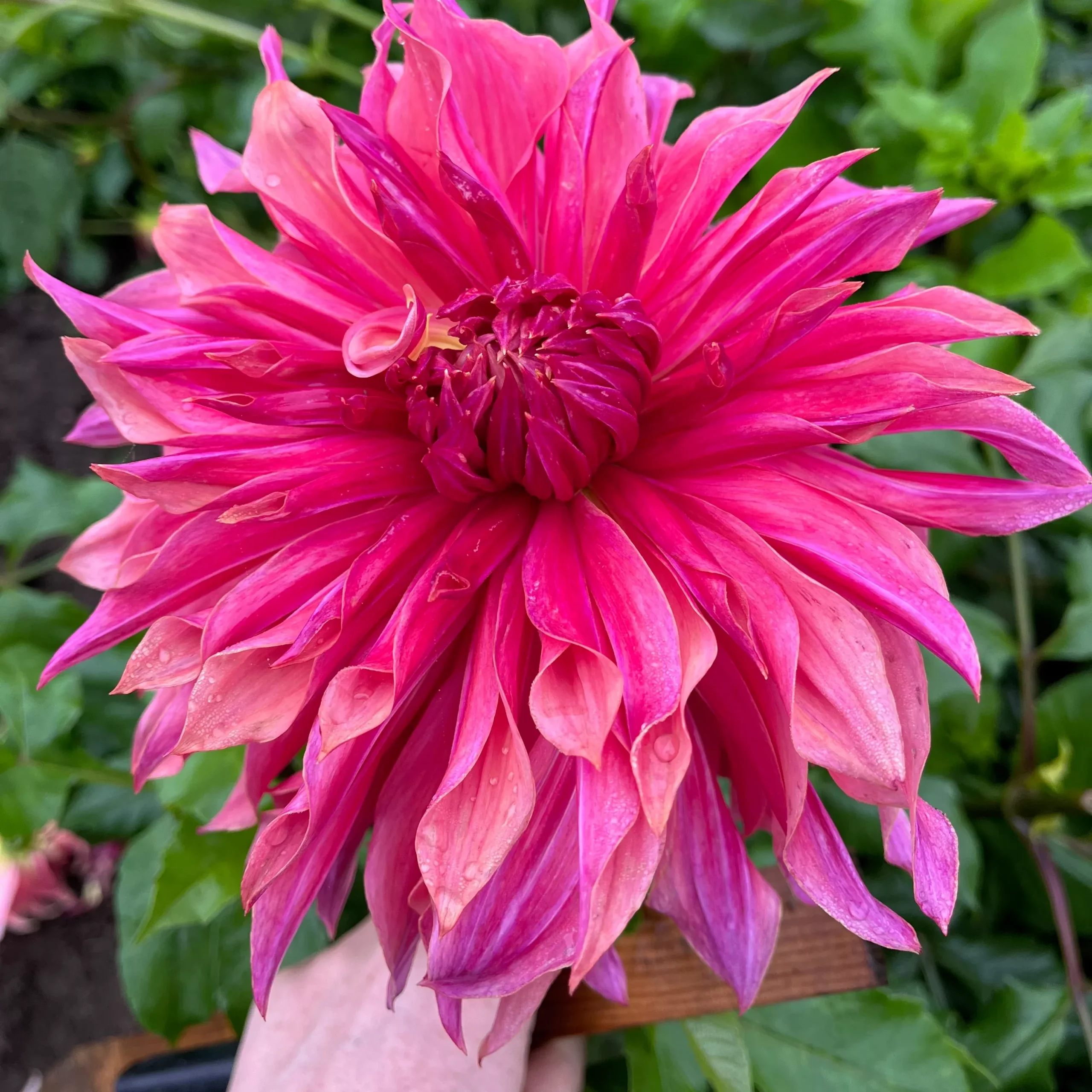 Dahlia Tuber Penhill Dark Monarch