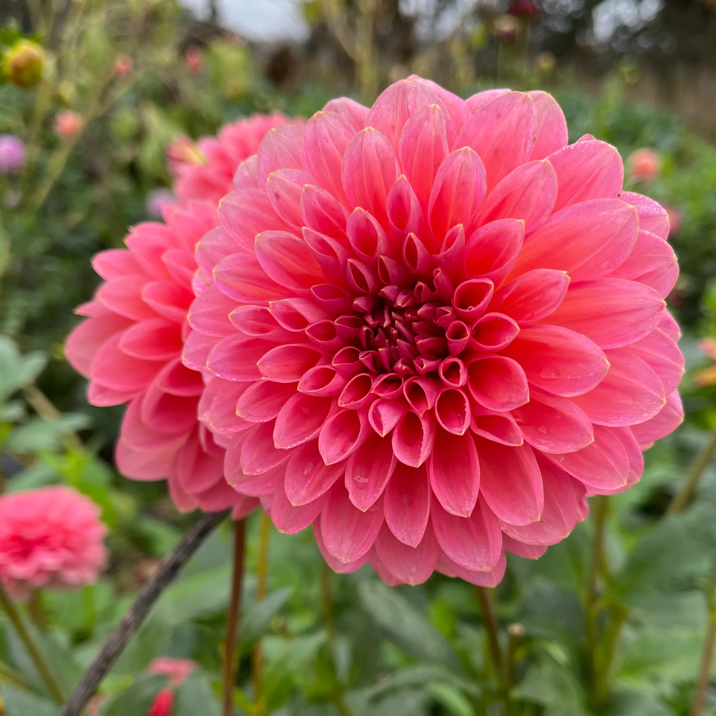 Dahlia Tuber Salmon Runner