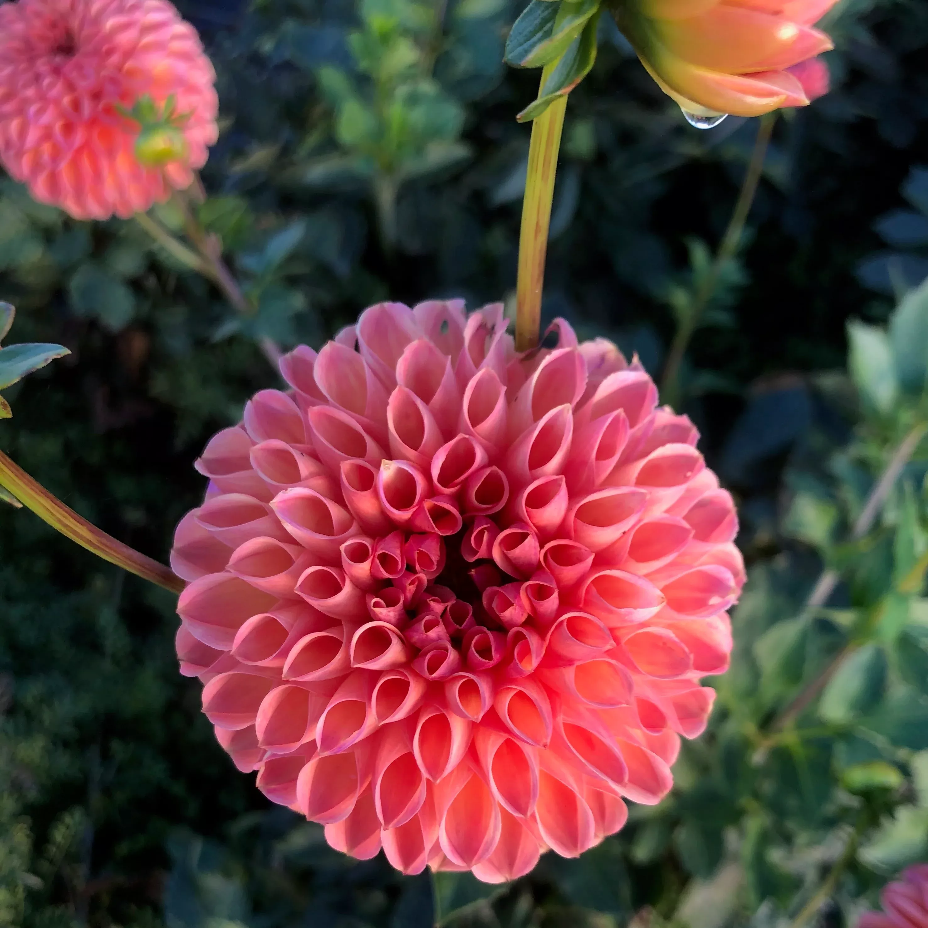 Dahlia Tuber Snoho Jojo