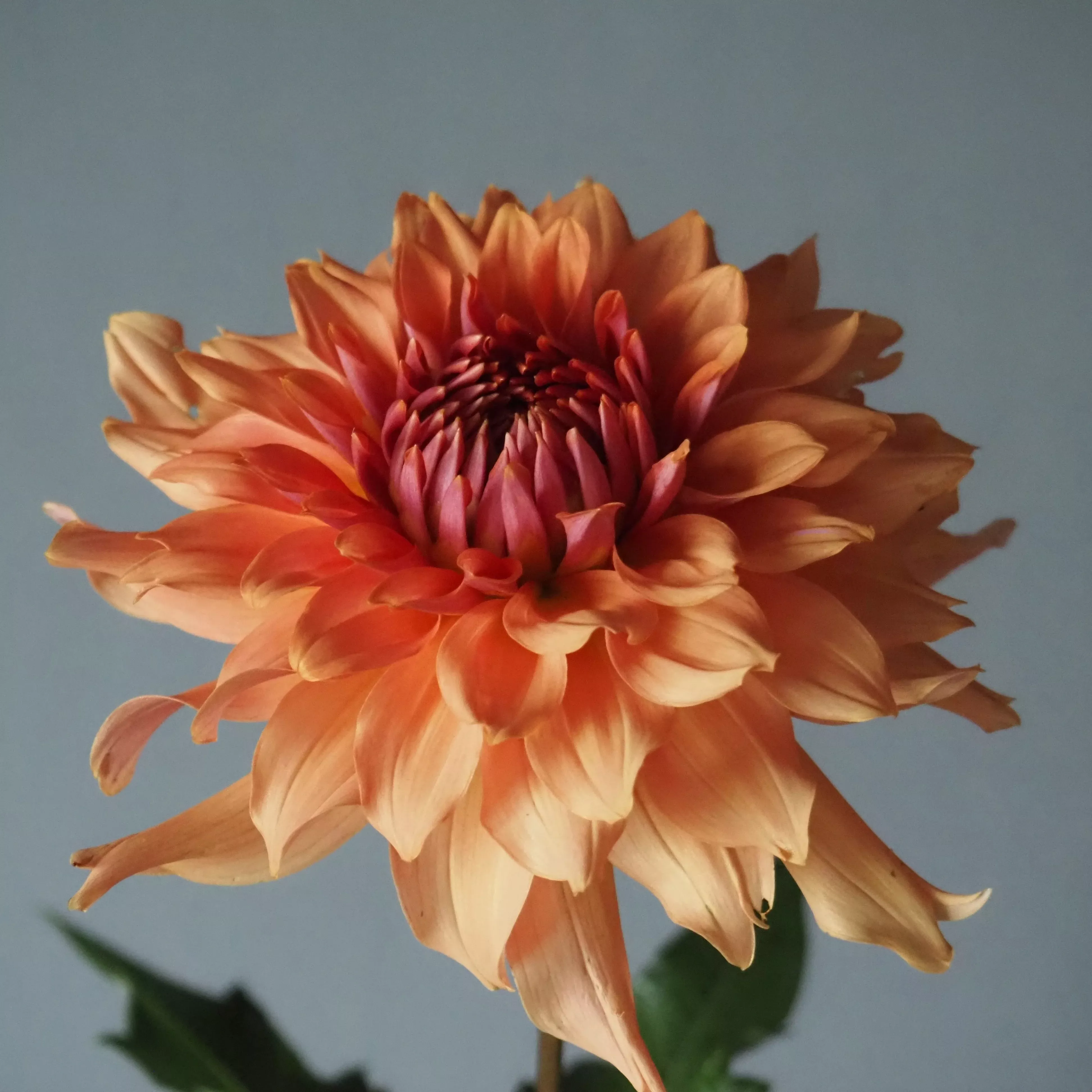 Dahlia Tuber Terracotta