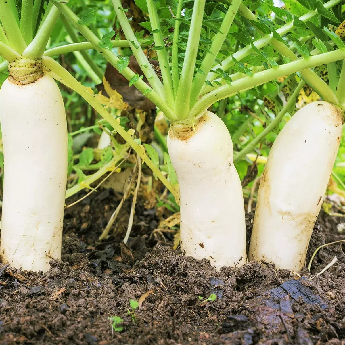Daikon Radish