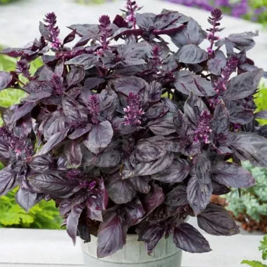 Dark Opal Purple Basil