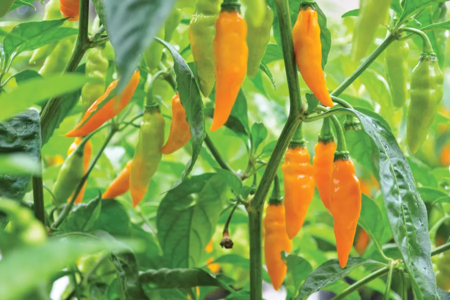 Datil Hot Pepper