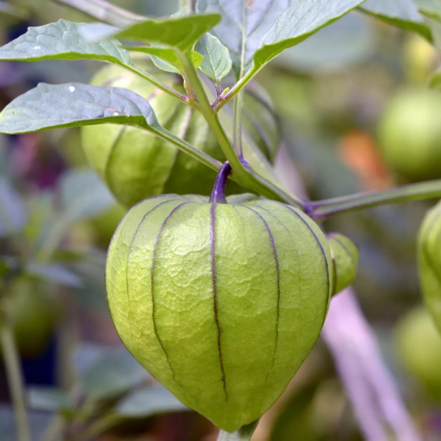 De Milpa Tomatillo