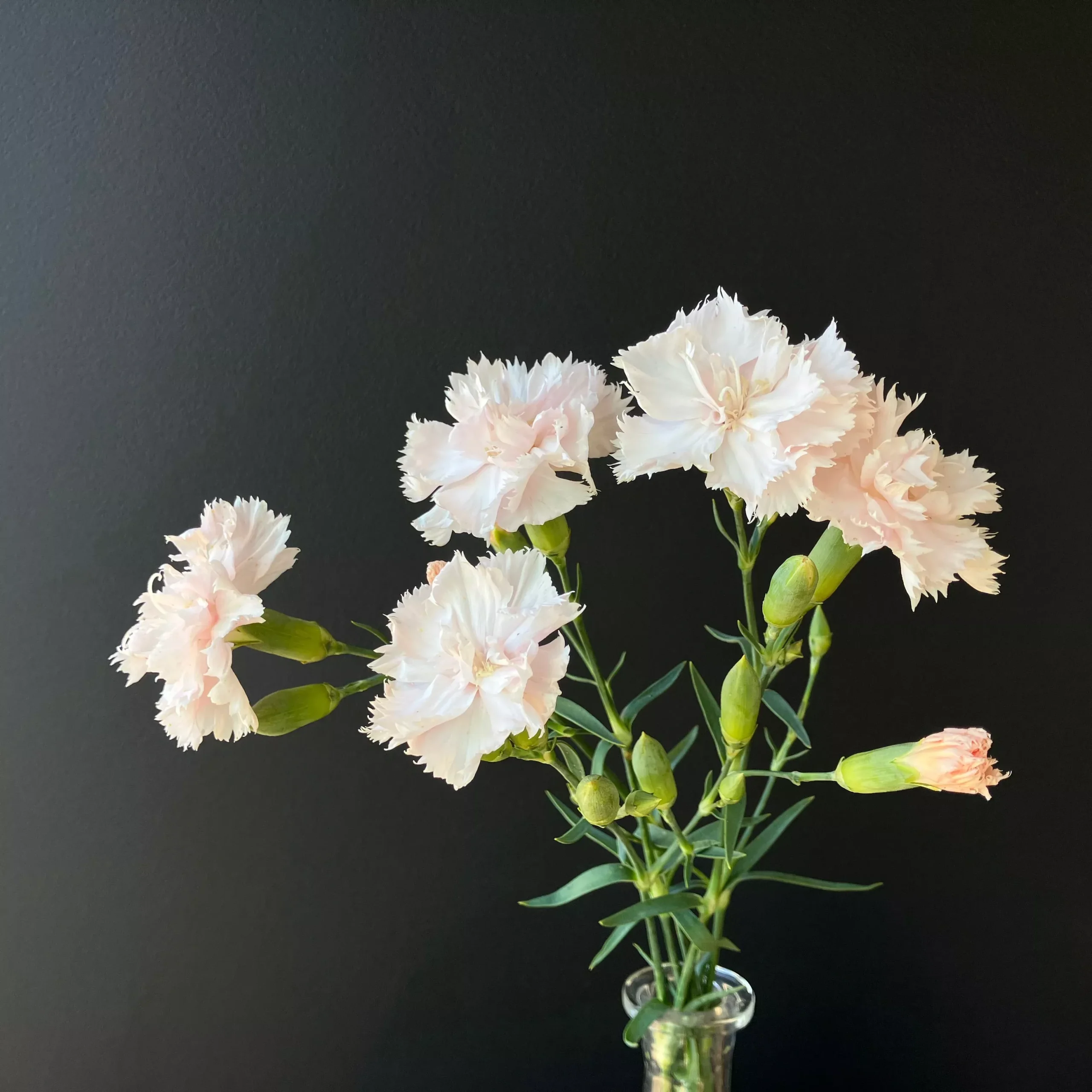 Dianthus ⁃ Organic Seed Chabaud La France