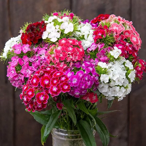 Dianthus