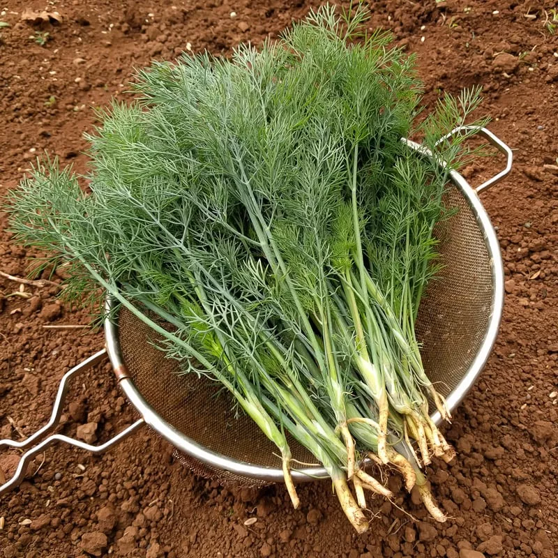 Dill, Mt Adams (Organic)