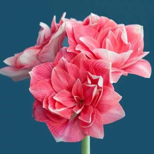 'Double Dream' Hippeastrum, Amaryllis
