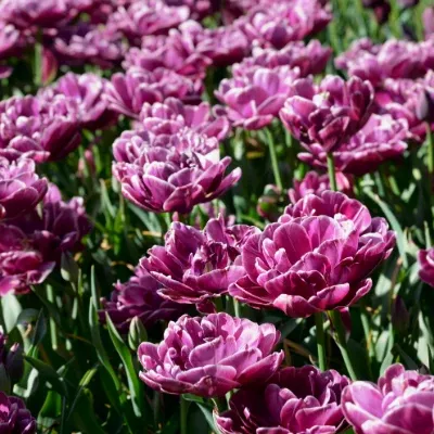 'Double Flag' Double Early Tulip (Double Early Tulip)