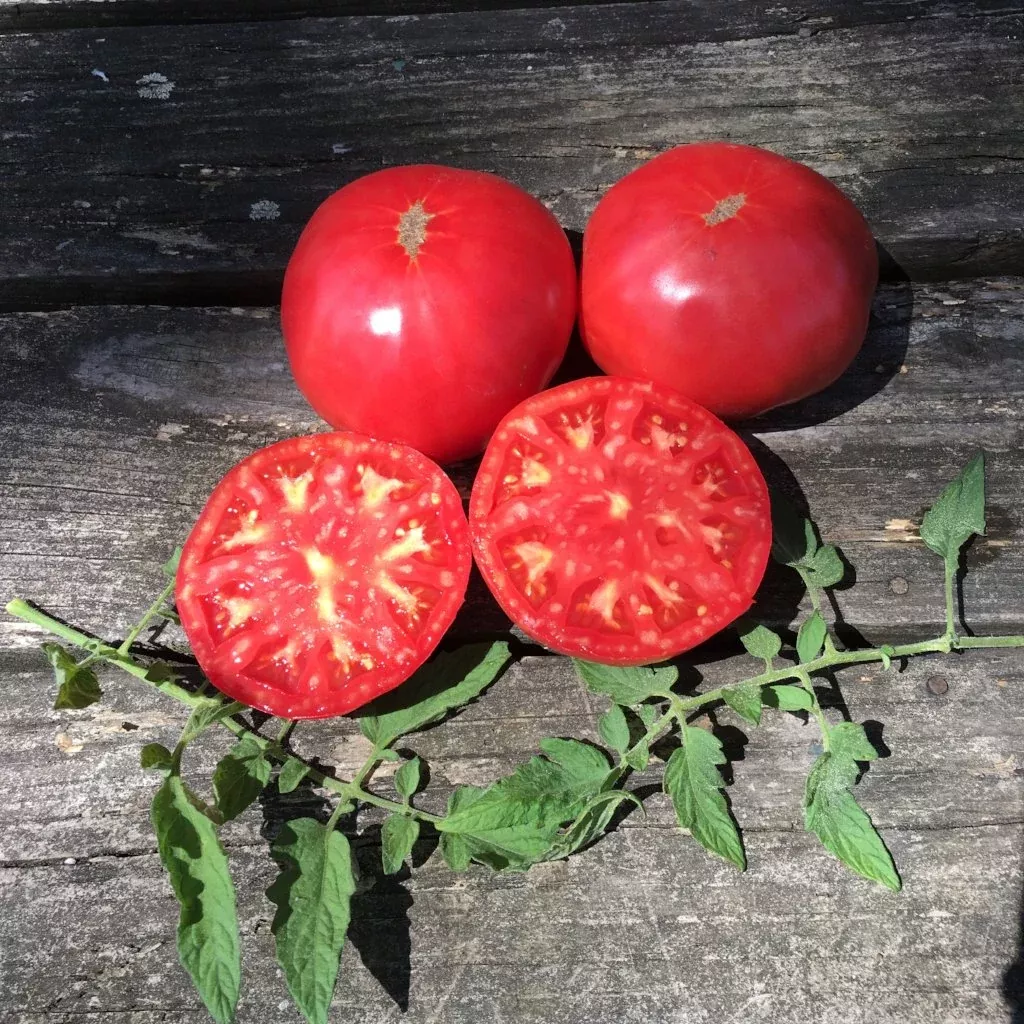Dr. Lyle Tomato
