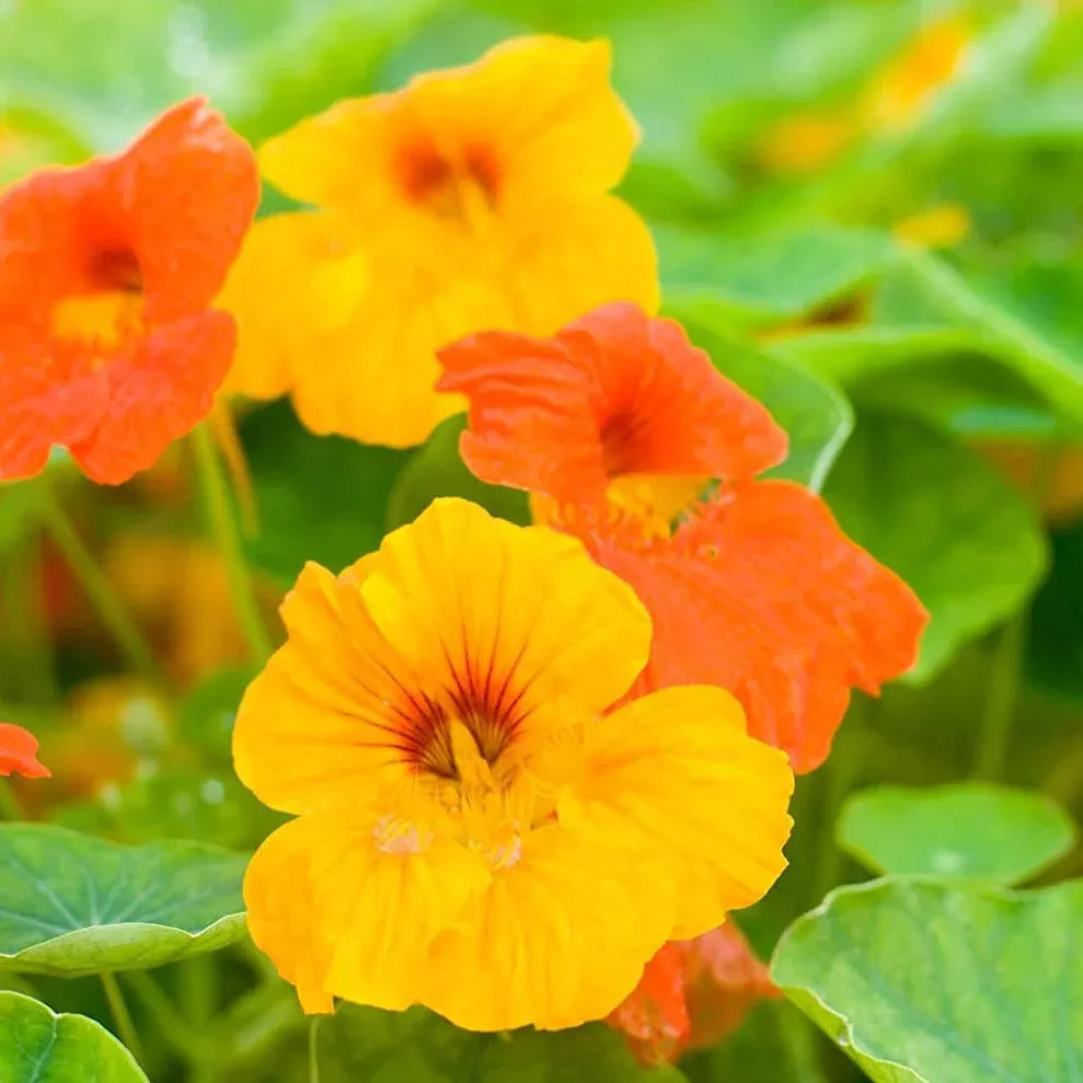 Dwarf Jewel Mix Nasturtium