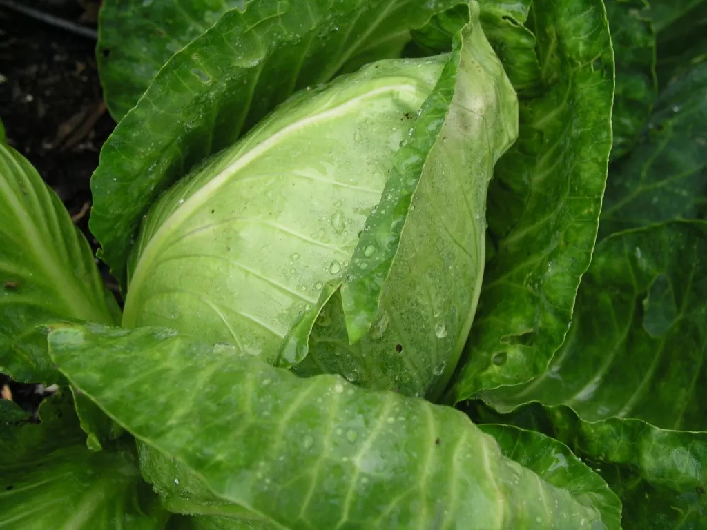 Early Jersey Wakefeild Cabbage