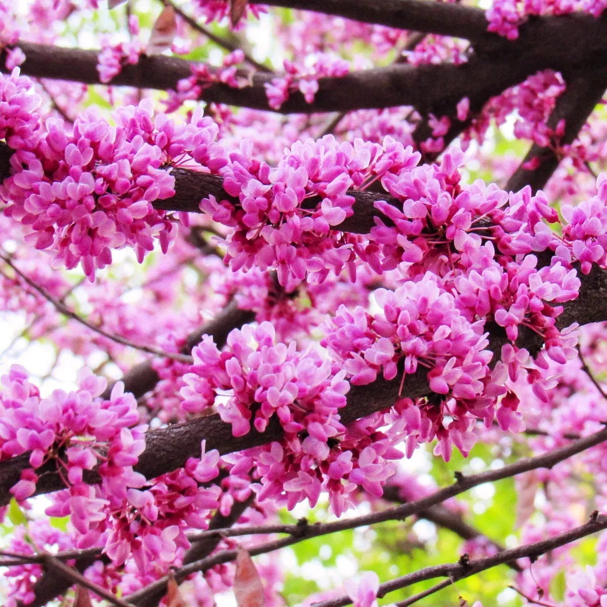 Eastern Redbud Tree