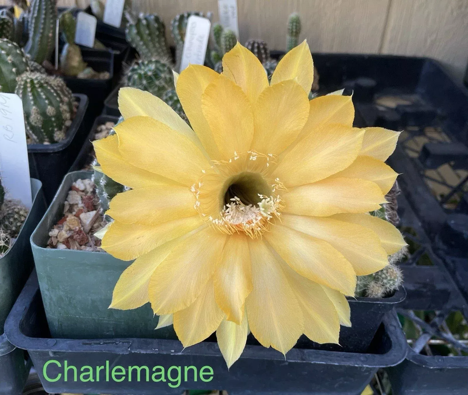 Echinopsis Schick Hybrids Cactus Plant | Rooted Succulent | Charlemagne Variety | Perfect for Indoor Decor