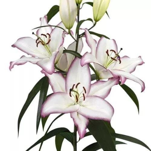 'The Edge' Oriental Lily (Oriental Lilium, Div VII Lily)