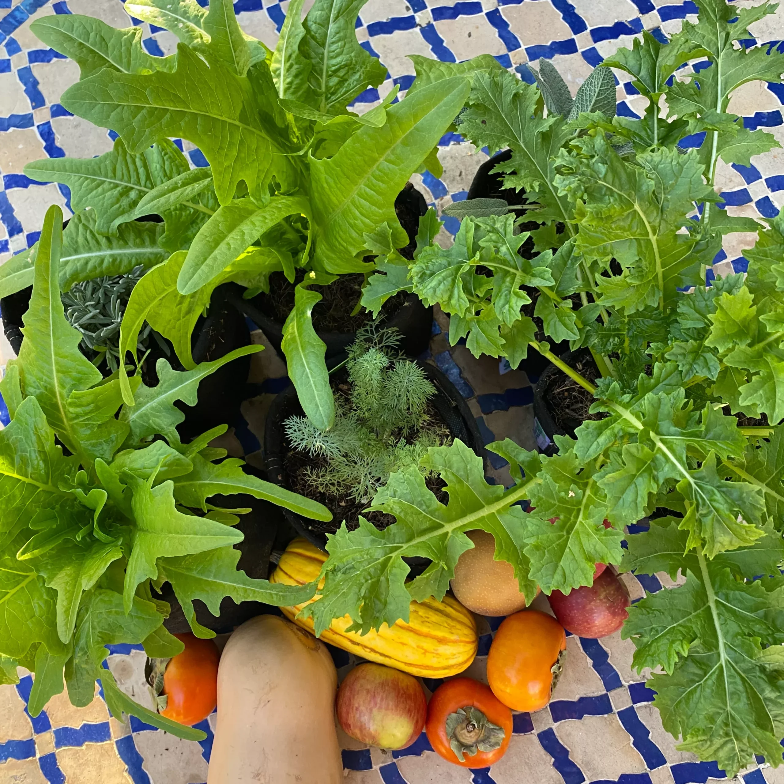 Edible Garden Gift Box - 3 month subscription
