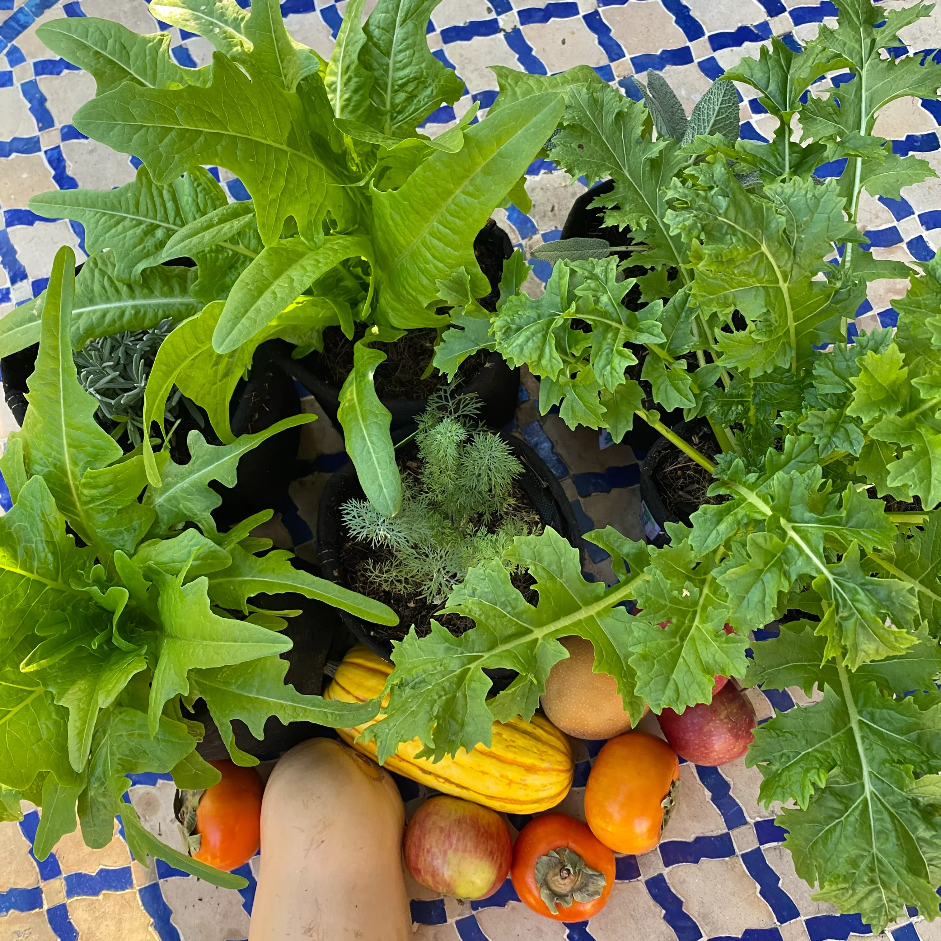 Edible Garden Gift Box - 3 month subscription
