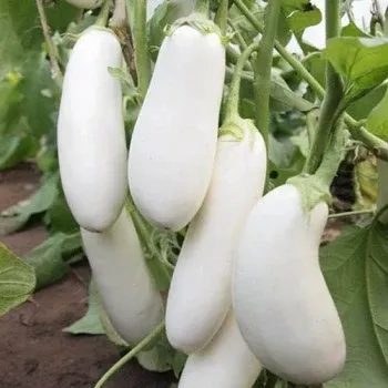Eggplant Half-Long White Seeds
