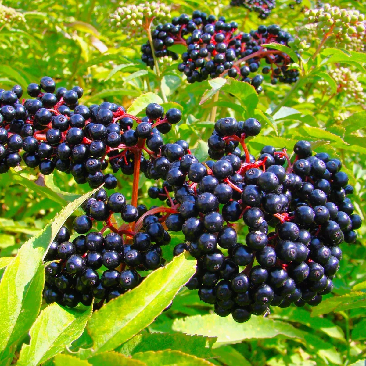 Elderberry Tree