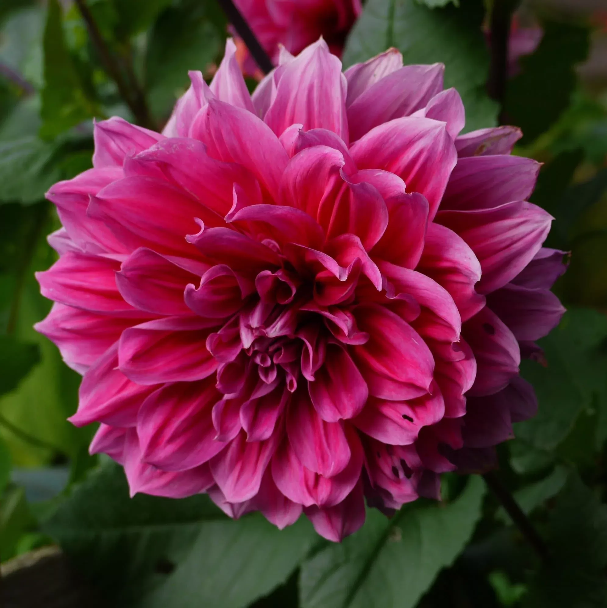 'Emory Paul' Dahlia (Dinnerplate)