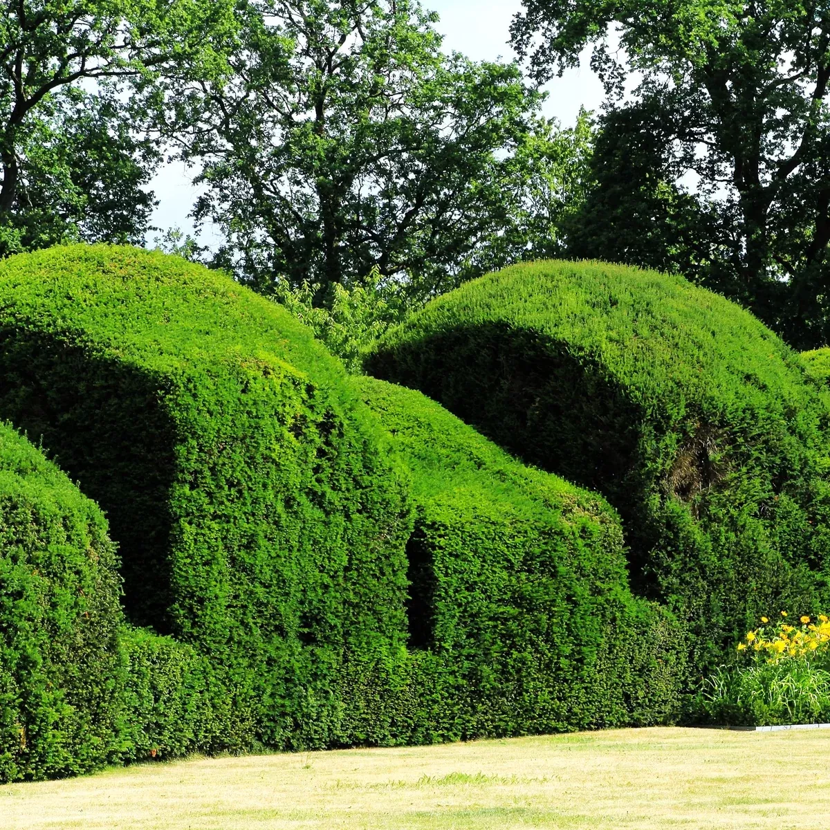 English Yew