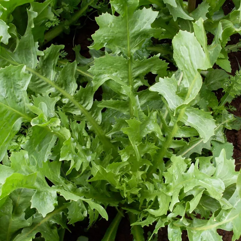 Escarole, Cardoncella Barese (Organic)