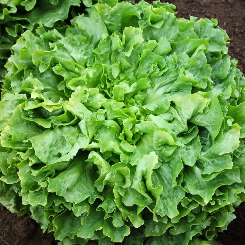 Escarole, Diva (Organic)