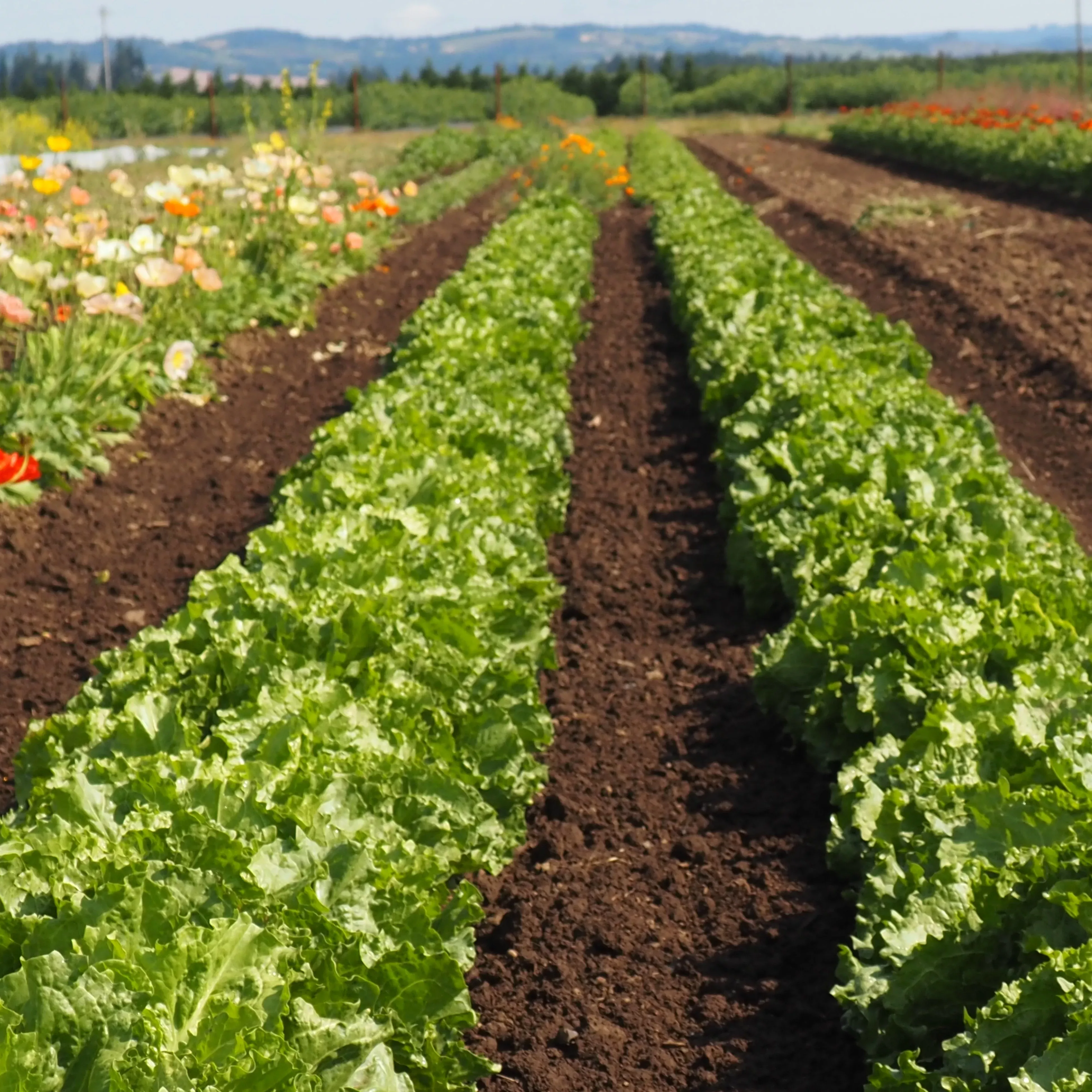 Escarole ⁃ Organic Seed Cornetto Bordeaux