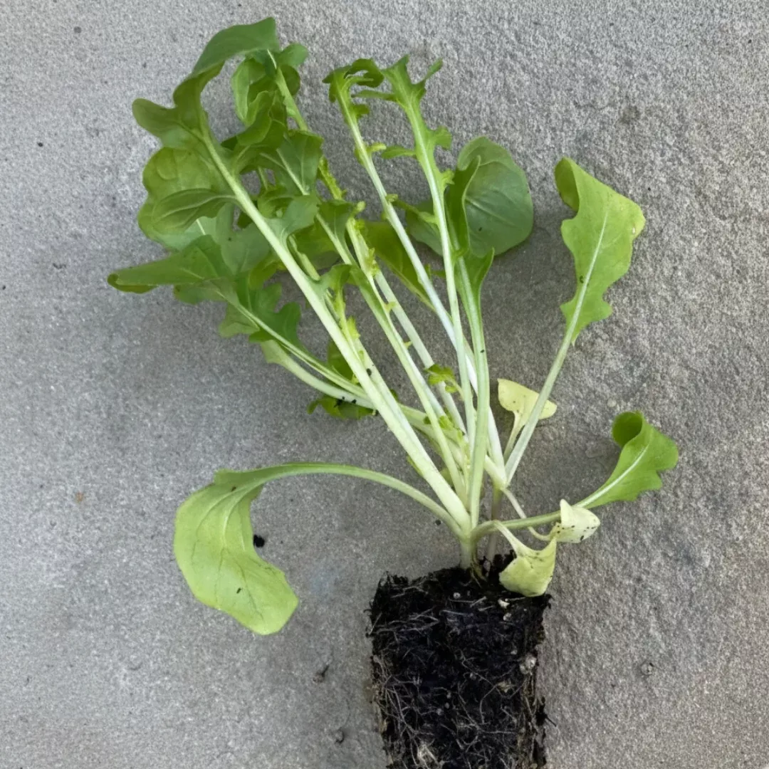 Esmee Arugula
