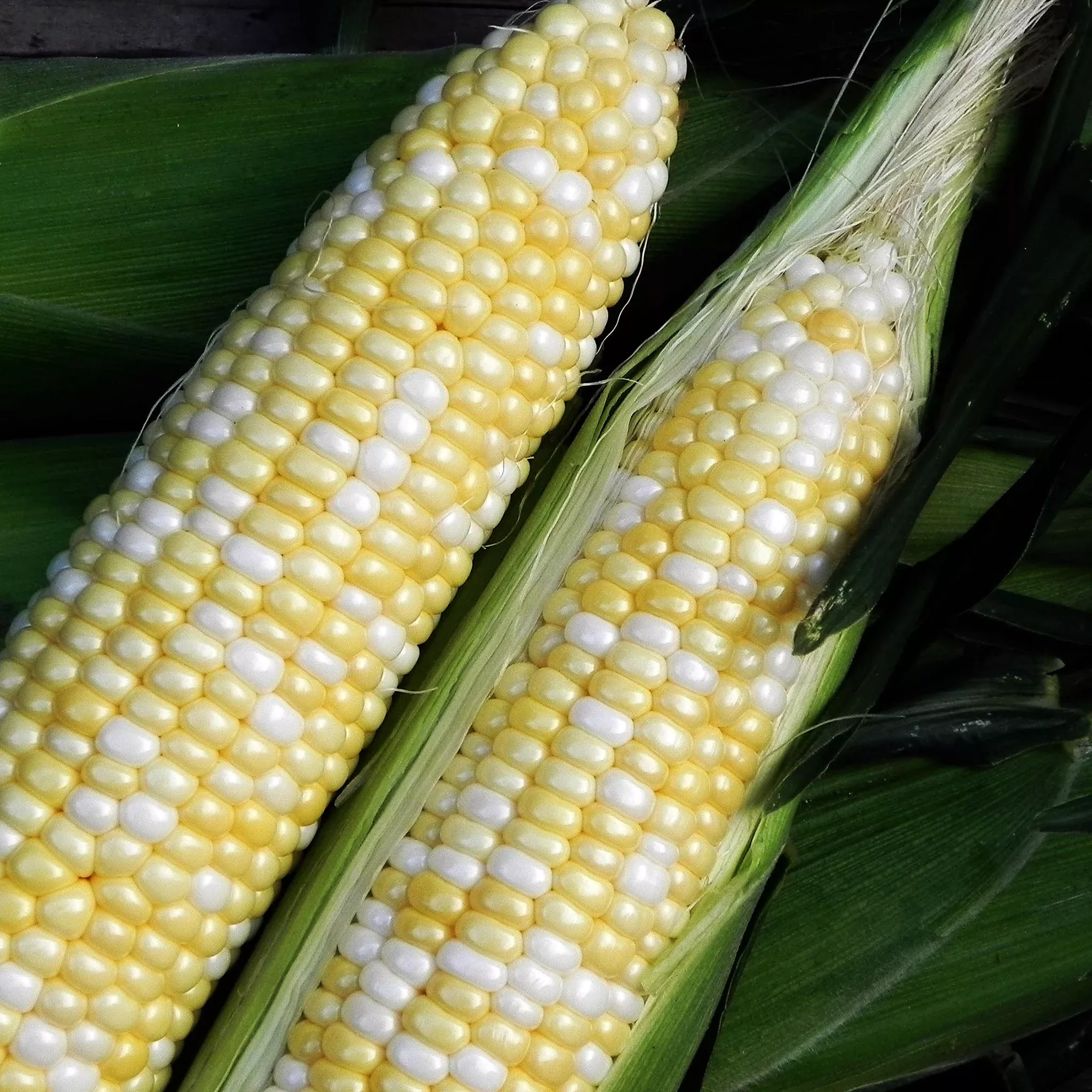 Essence Bi-color Synergistic Corn