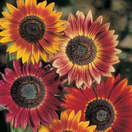 Evening Sun Sunflower