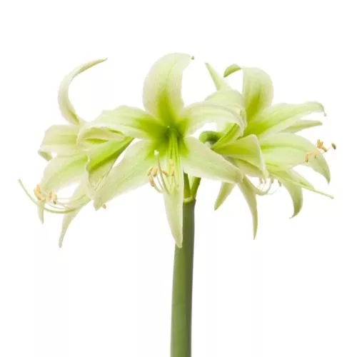 'Evergreen' Hippeastrum, Amaryllis, Wild Child and Green